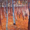 Handmade Wall Paintings for Living Room Beech Forest I by Gustav Klimt Modern Oil Paintings for